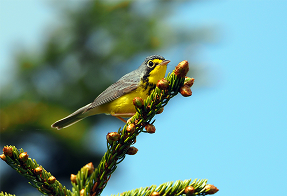 Canada Warbler by Simon Thompson